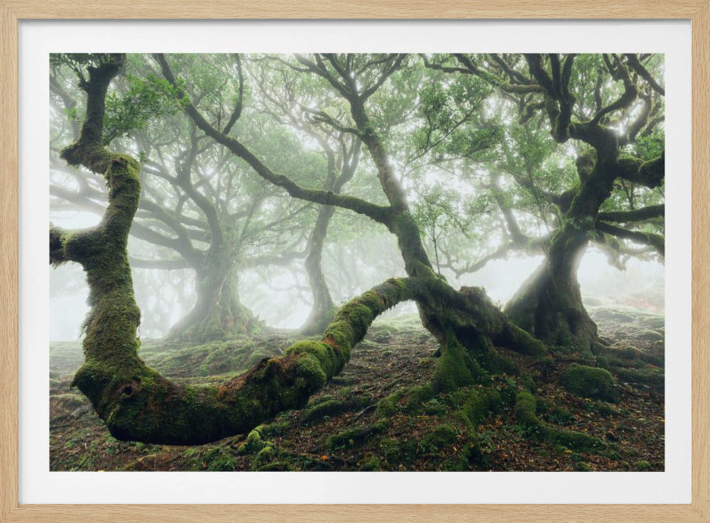 Mystiek Laurierbos | Poster