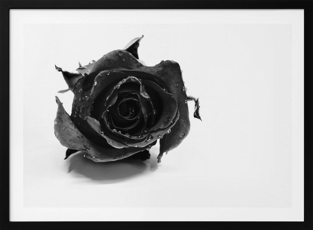 Rose Noir | Poster