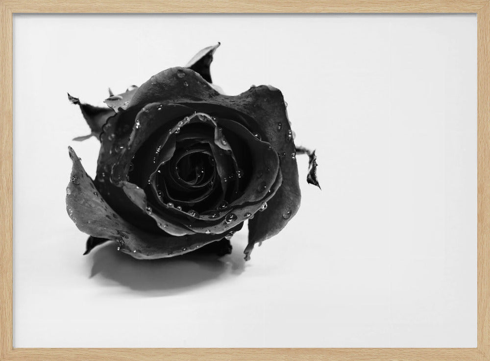 Rose Noir | Poster