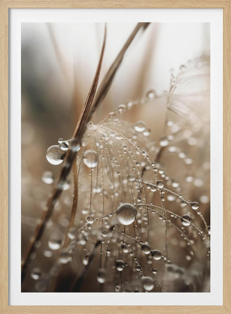Dauwachtig filigraan | Poster