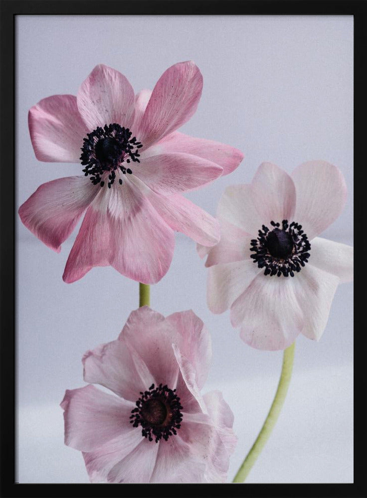 Elegante roze anemoonbloemen | Poster