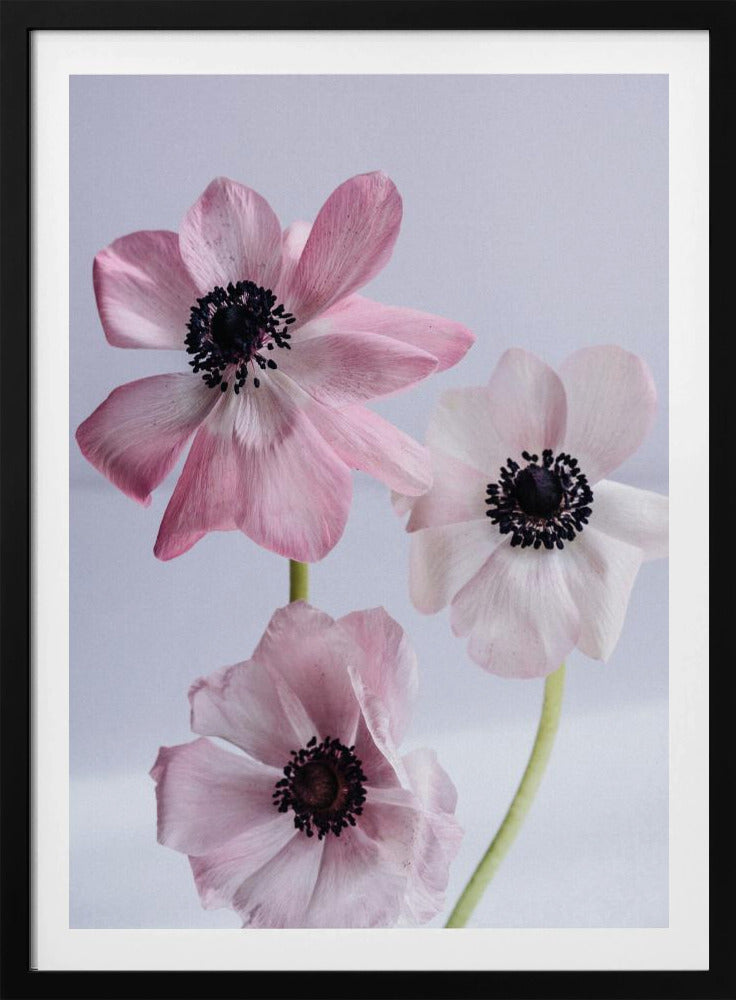 Elegante roze anemoonbloemen | Poster