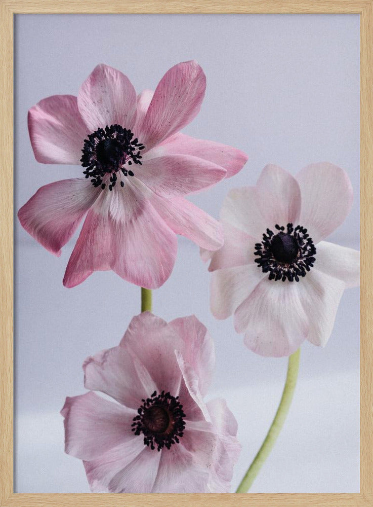 Elegante roze anemoonbloemen | Poster
