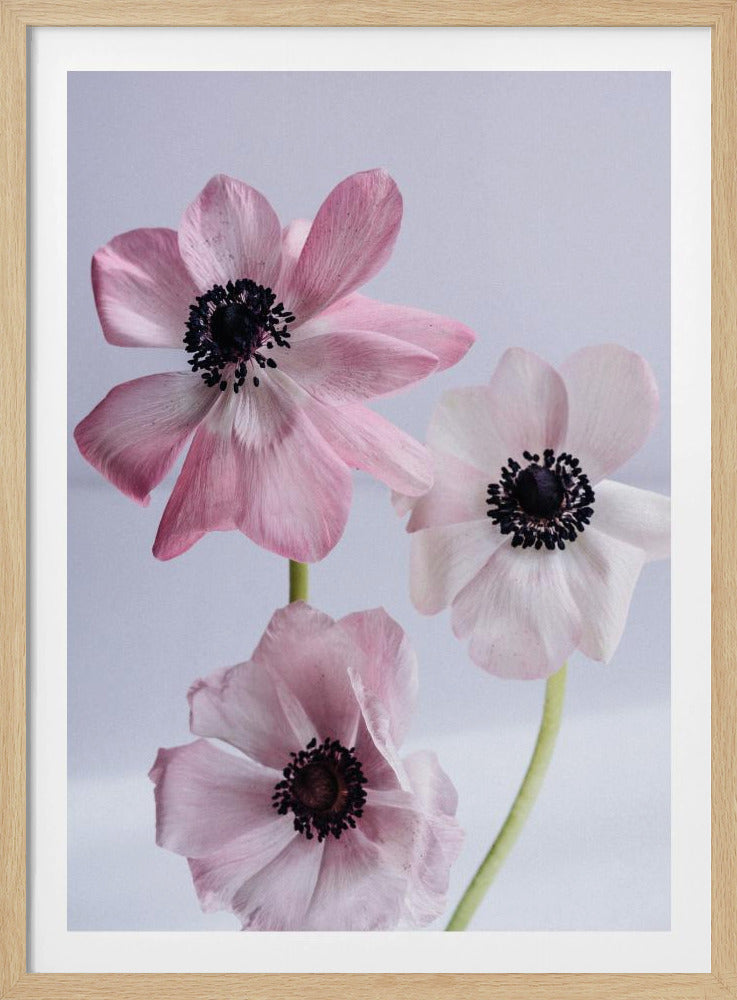 Elegante roze anemoonbloemen | Poster