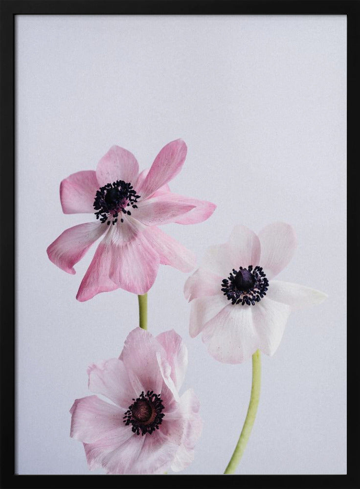 Lichtroze ranonkelbloemen | Poster