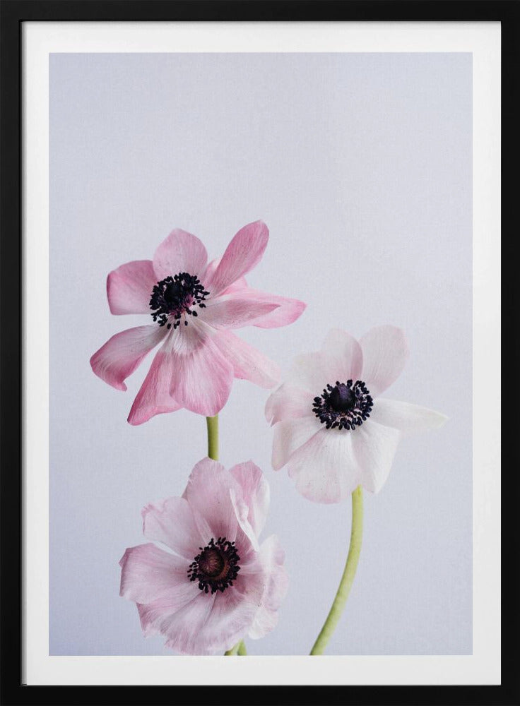 Lichtroze ranonkelbloemen | Poster