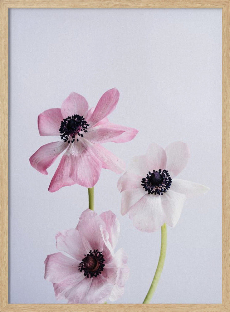 Lichtroze ranonkelbloemen | Poster