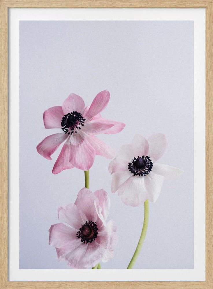 Lichtroze ranonkelbloemen | Poster