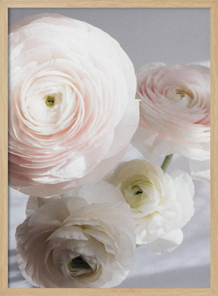 Zachte Ranonkel | Poster