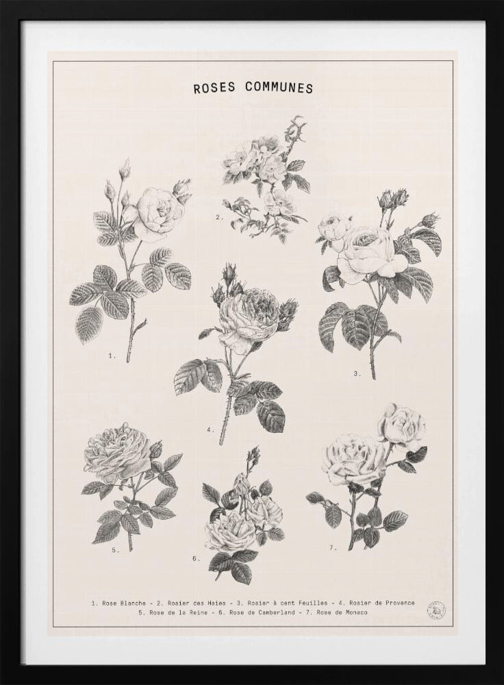 Rozen | Poster
