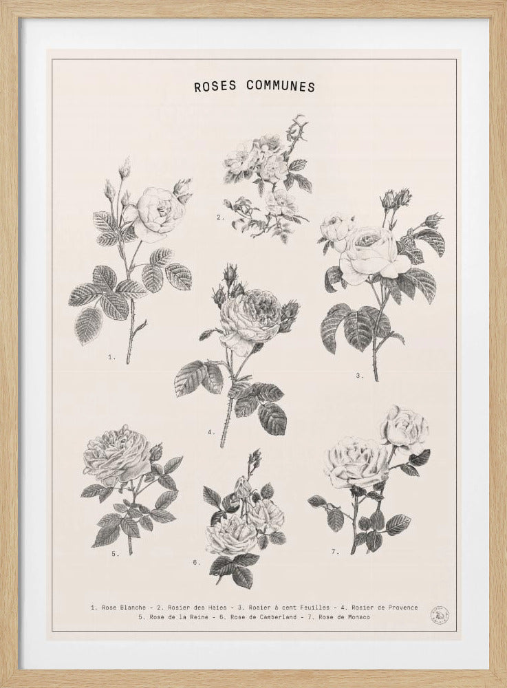 Rozen | Poster