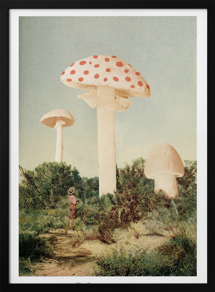 De mooiste reuzenpaddenstoel | Poster