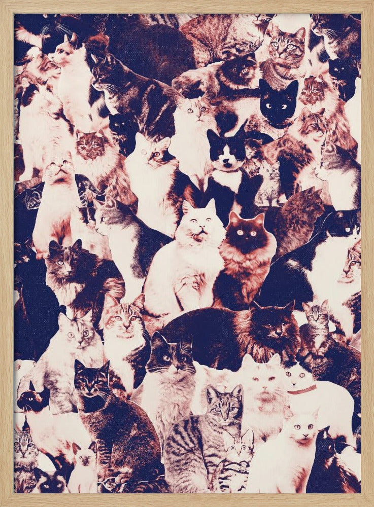 Katten voor altijd | Poster