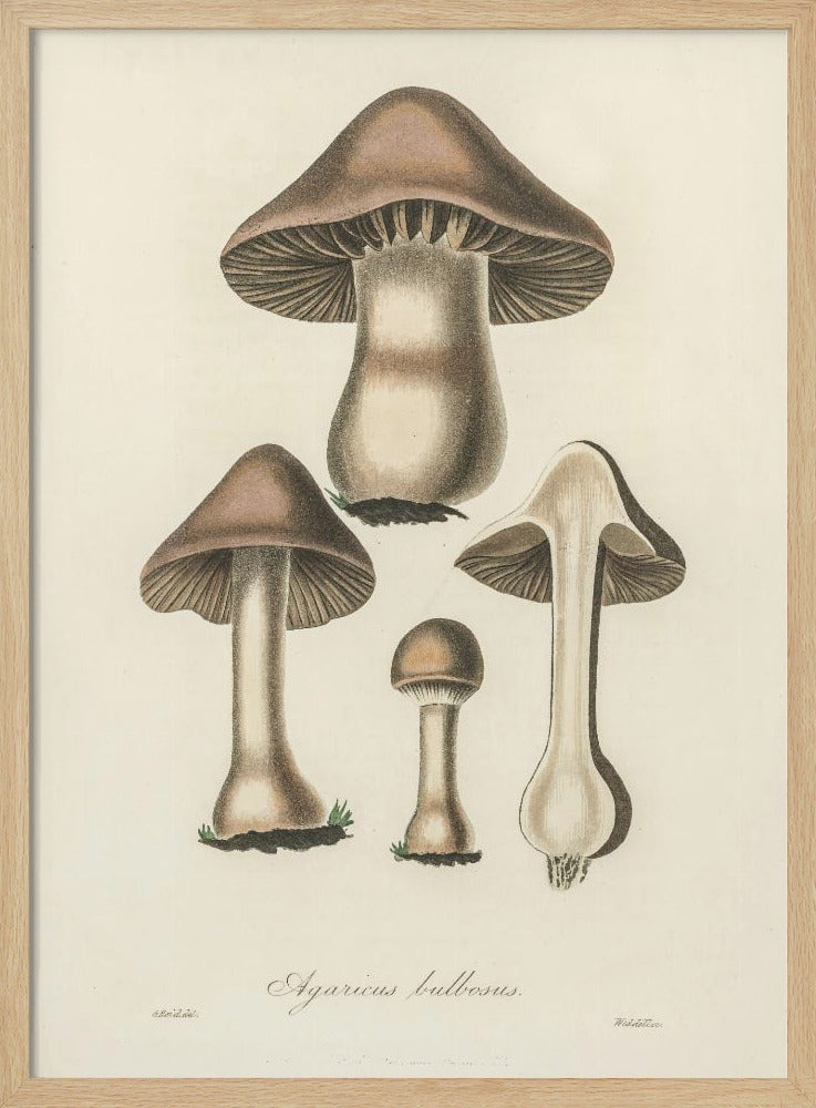 Agaricus Bulbosus Illustration. Medical Botany 1836 | Poster