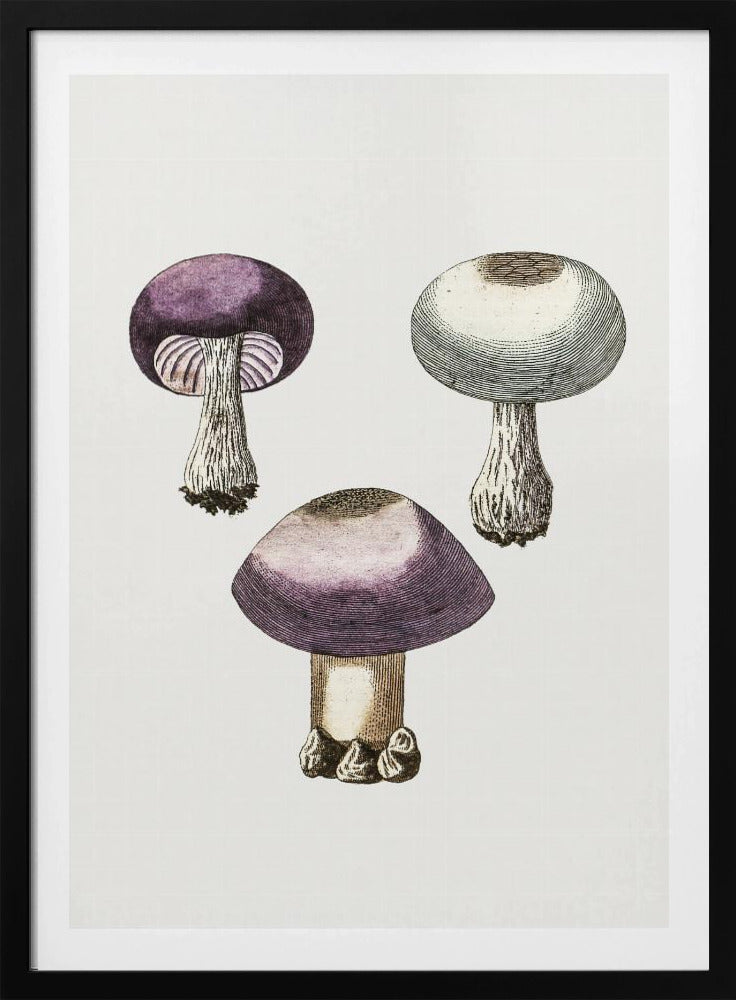 Handdauw Violet Webcap Paddenstoel | Poster