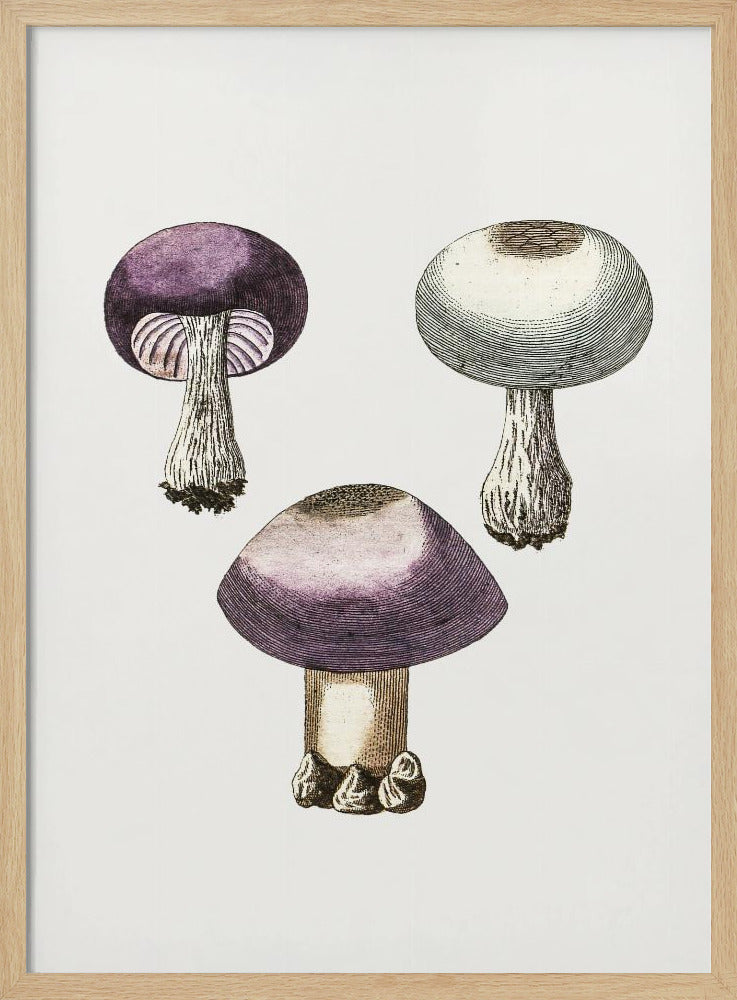 Handdauw Violet Webcap Paddenstoel | Poster