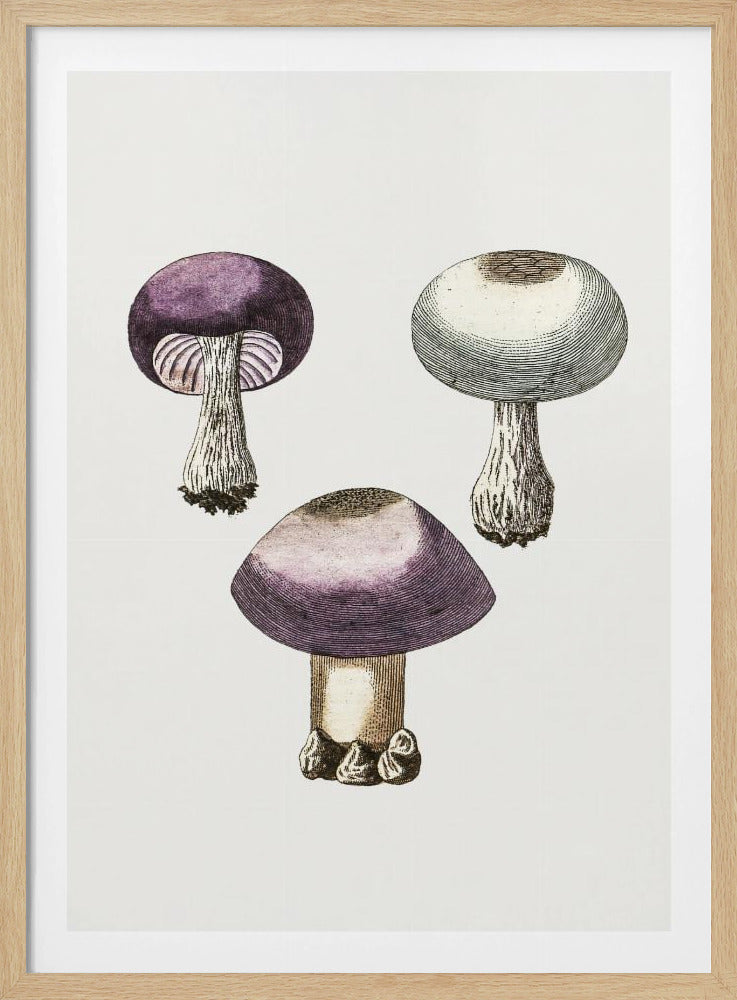 Handdauw Violet Webcap Paddenstoel | Poster