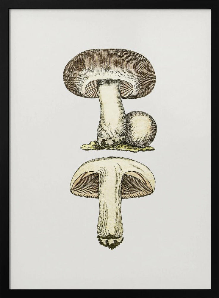 Handgetekende veldpaddestoel grijs | Poster