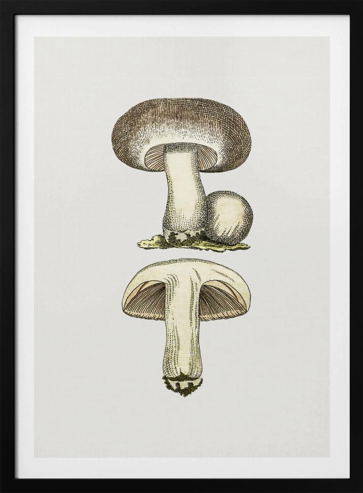 Handgetekende veldpaddestoel grijs | Poster