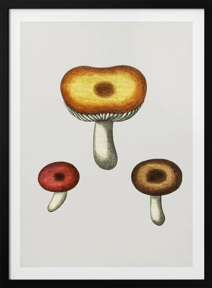 Handgetekende Galerina-paddenstoel | Poster