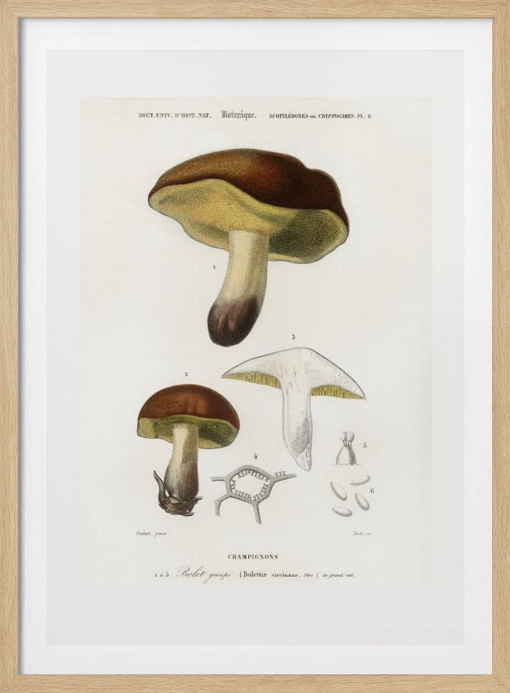Paddenstoel (boletus Circinans) | Poster