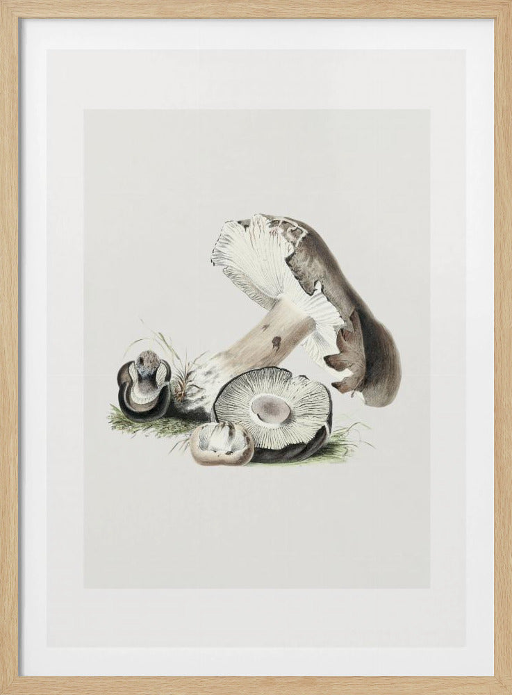 Vintage Agaricus Augustus Paddestoel 50x70 | Poster