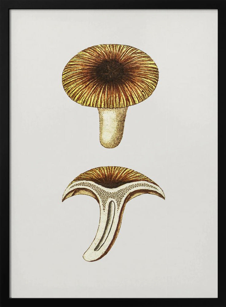 Vintage Cantharellen Eetbare Paddenstoel | Poster