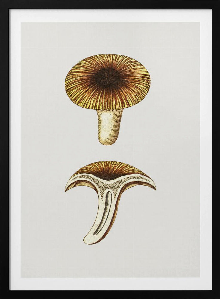Vintage Cantharellen Eetbare Paddenstoel | Poster