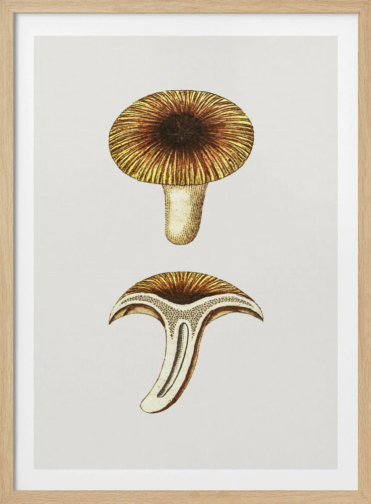 Vintage Cantharellen Eetbare Paddenstoel | Poster