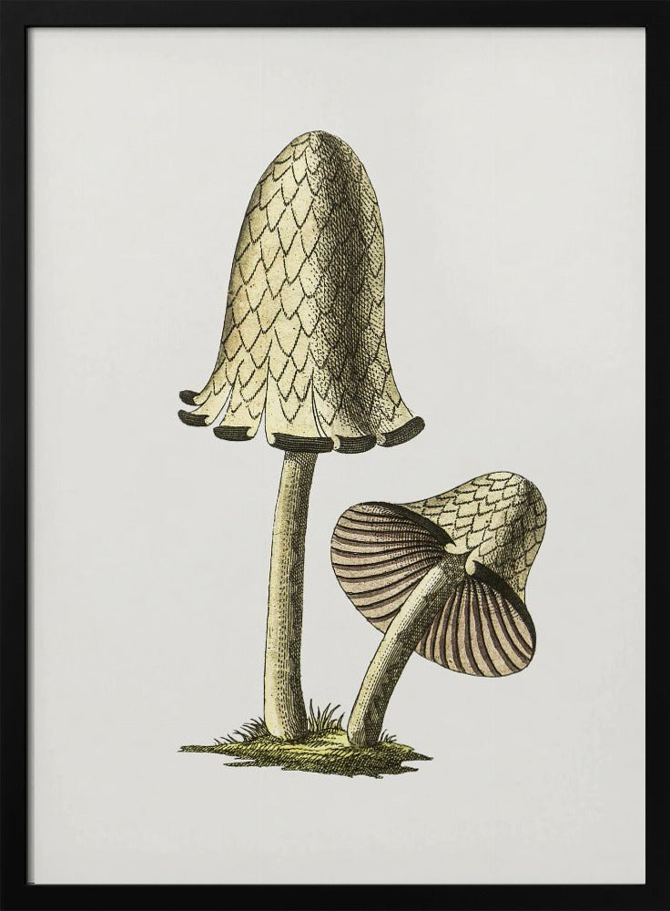 Vintage Inky Cap eetbare paddenstoel | Poster