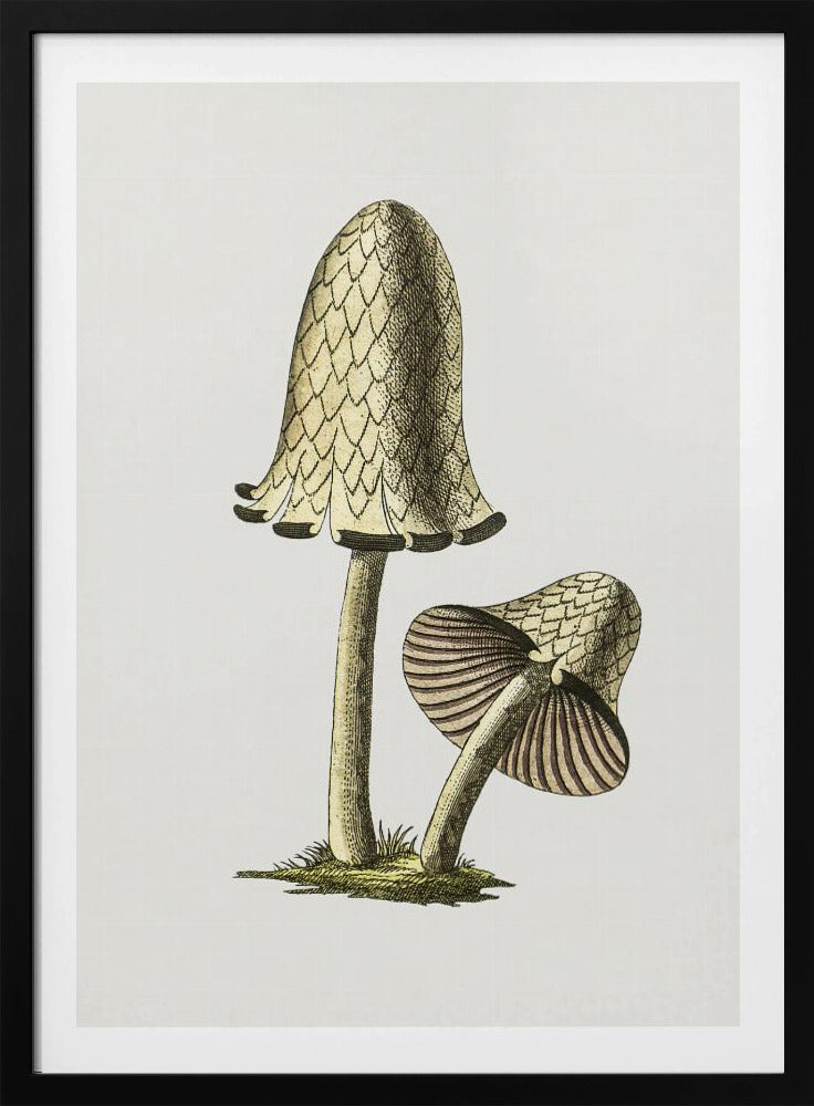Vintage Inky Cap eetbare paddenstoel | Poster