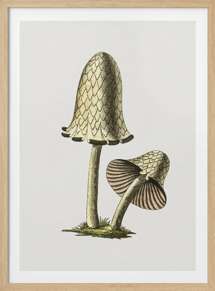 Vintage Inky Cap eetbare paddenstoel | Poster