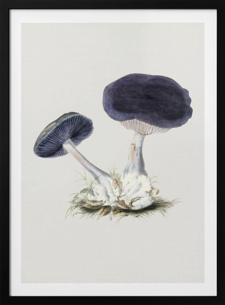 Vintage Violet Webcap-paddestoel | Poster