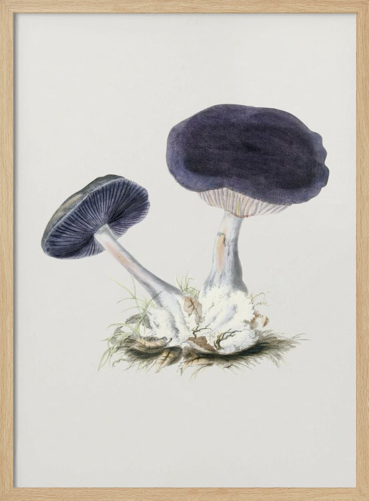 Vintage Violet Webcap-paddestoel | Poster