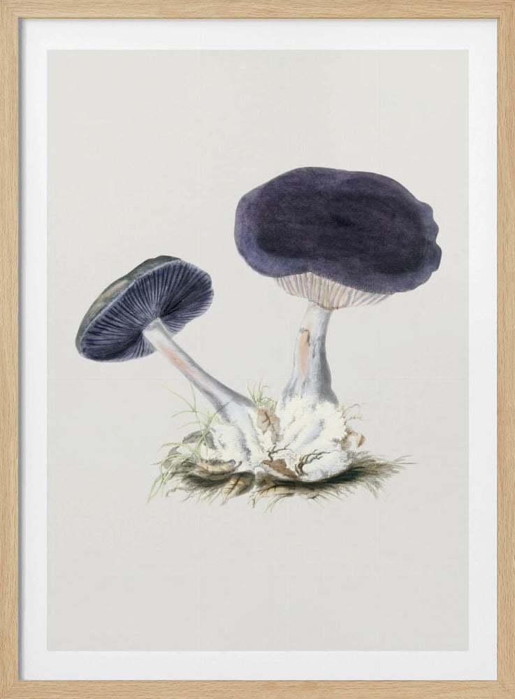 Vintage Violet Webcap-paddestoel | Poster