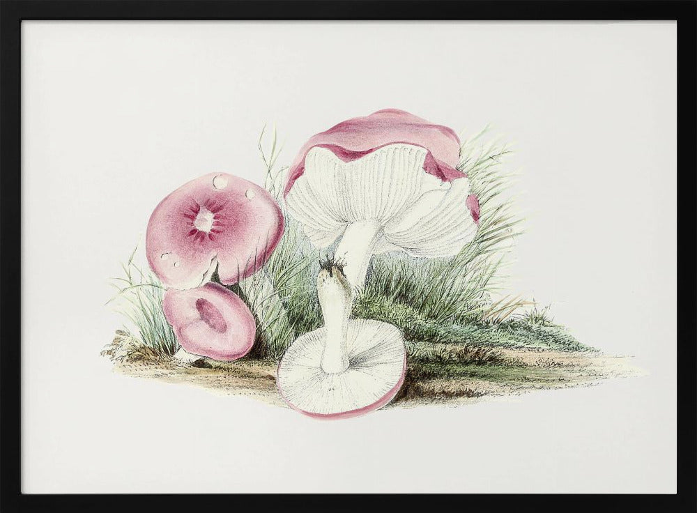 Vintage Russula Emetica Paddenstoel | Poster