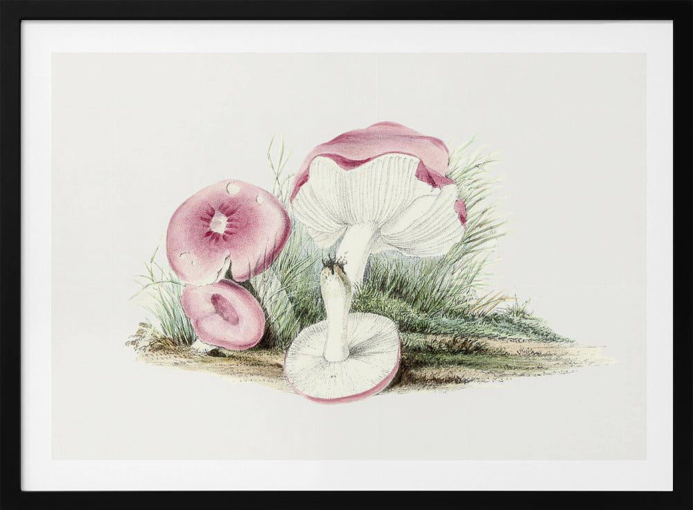 Vintage Russula Emetica Paddenstoel | Poster