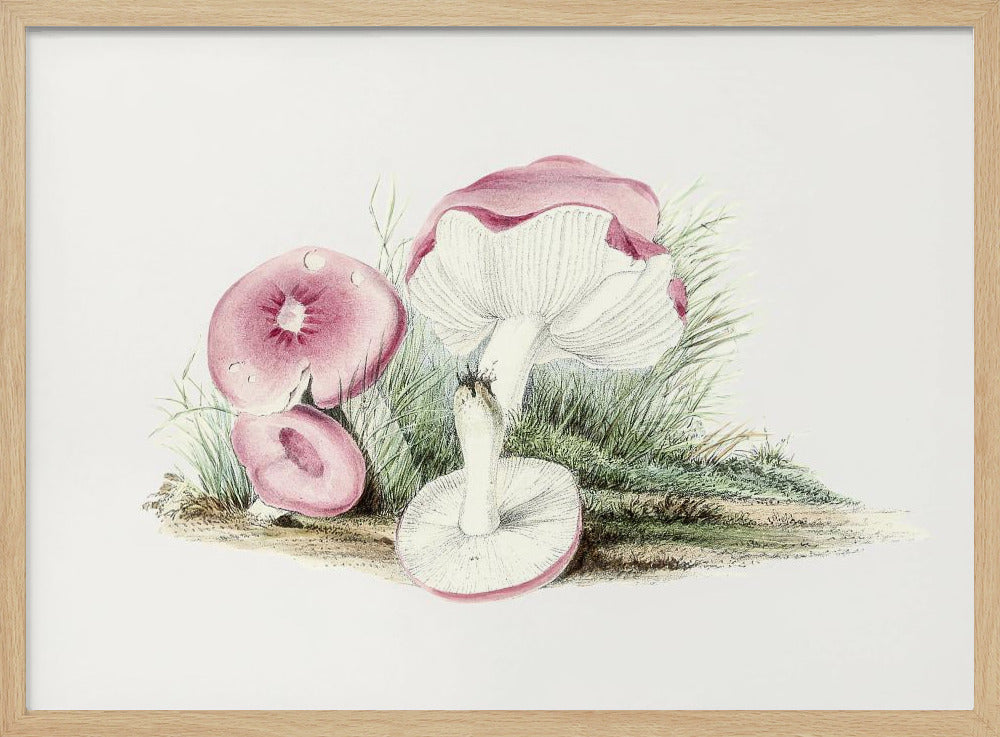 Vintage Russula Emetica Paddenstoel | Poster