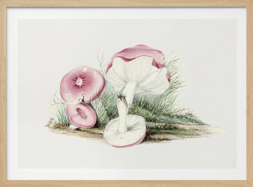 Vintage Russula Emetica Paddenstoel | Poster