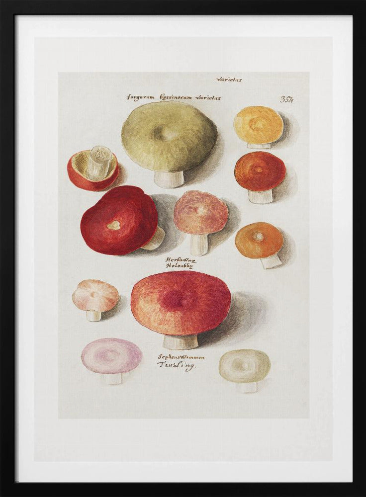 Boleten, Boletales staand | Poster