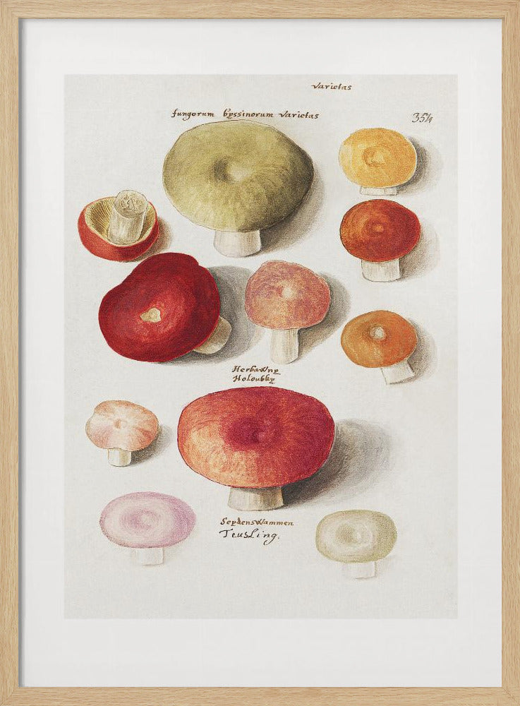 Boleten, Boletales staand | Poster
