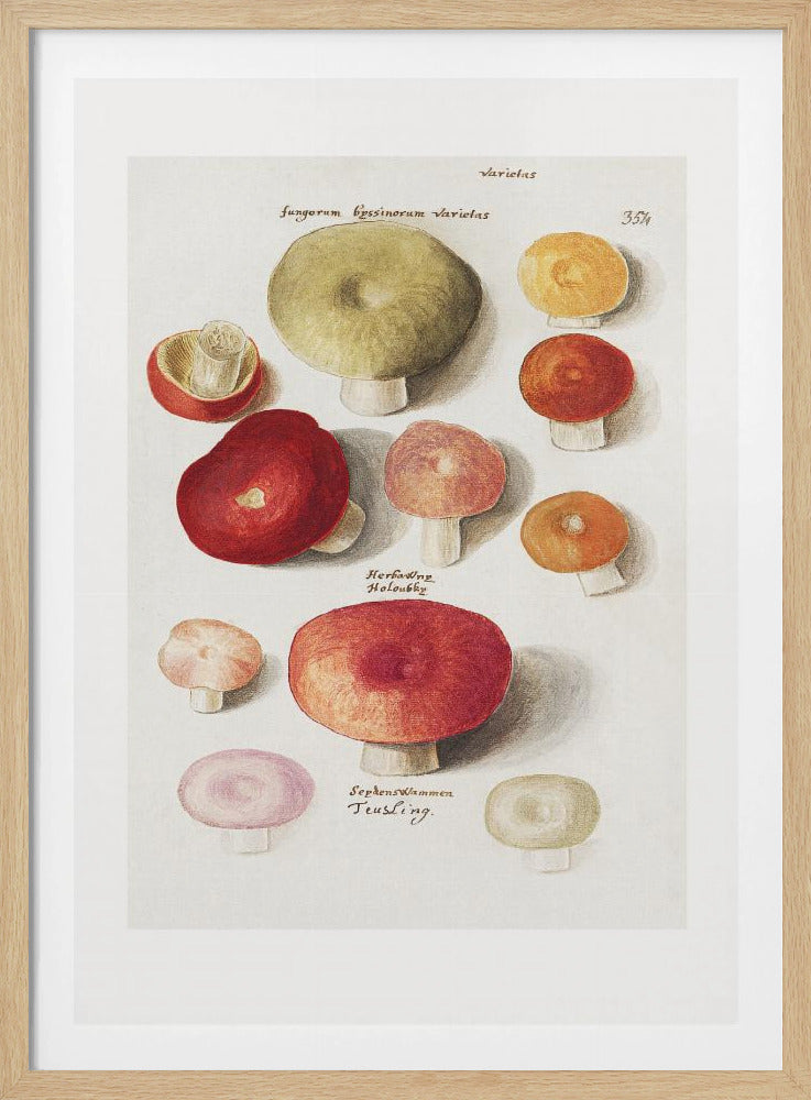 Boleten, Boletales staand | Poster