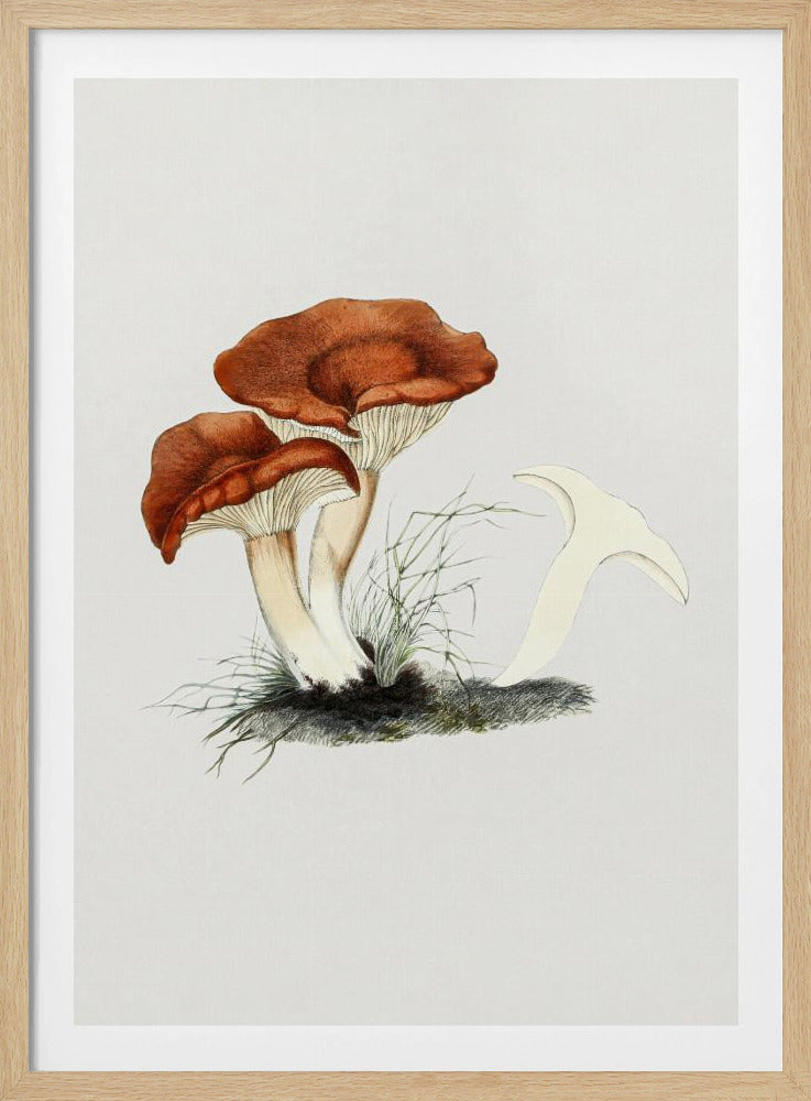 Met de hand getekende roodbruine melkzwam | Poster