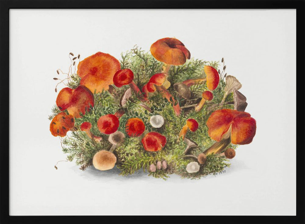 Studie van paddenstoelen (1880) Horizontaal | Poster