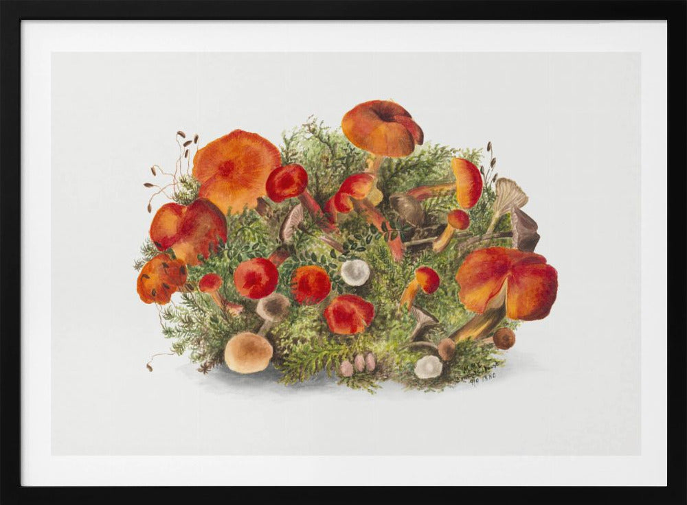Studie van paddenstoelen (1880) Horizontaal | Poster