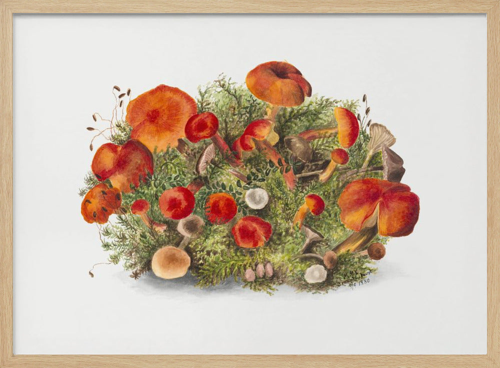 Studie van paddenstoelen (1880) Horizontaal | Poster