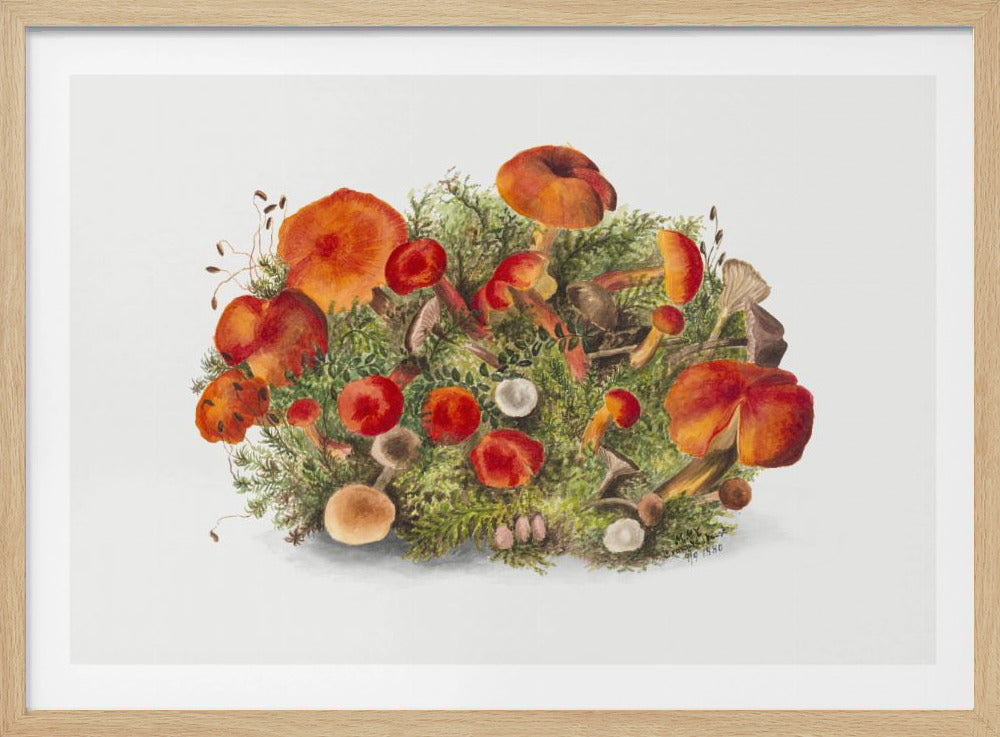 Studie van paddenstoelen (1880) Horizontaal | Poster