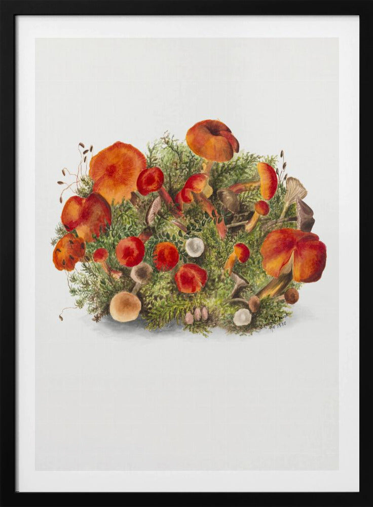 Studie van paddenstoelen (1880) Portretmodus | Poster