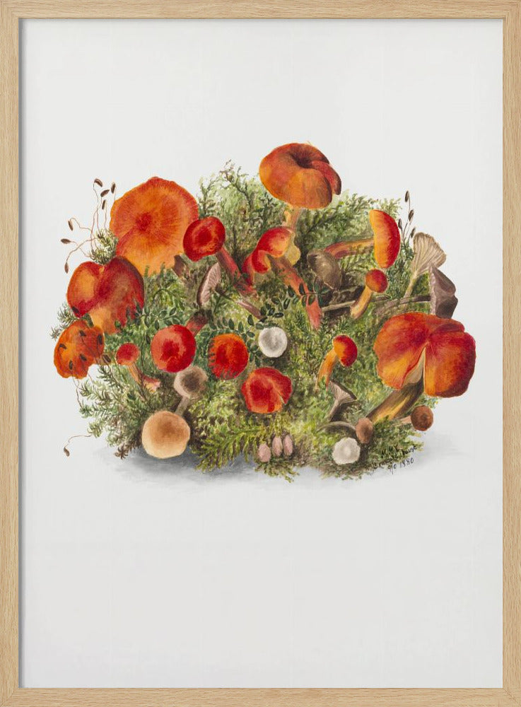 Studie van paddenstoelen (1880) Portretmodus | Poster