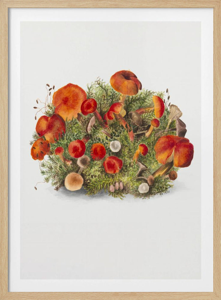 Studie van paddenstoelen (1880) Portretmodus | Poster